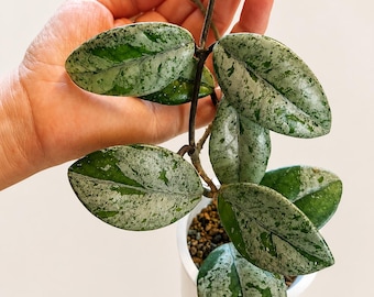 RARO - Hoya Wilbur Graves Rusia / Planta madre madura Splash / Hoya viva enraizada / Planta de interior de colección rara / Planta exacta que se muestra