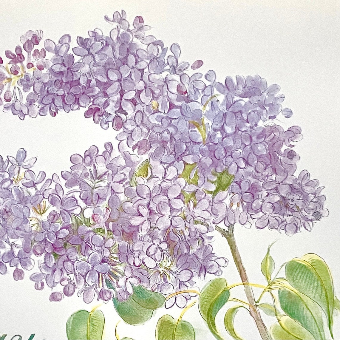 Ling Chang Calendar Poster May Lilacs Art Print 2025 2014 Etsy