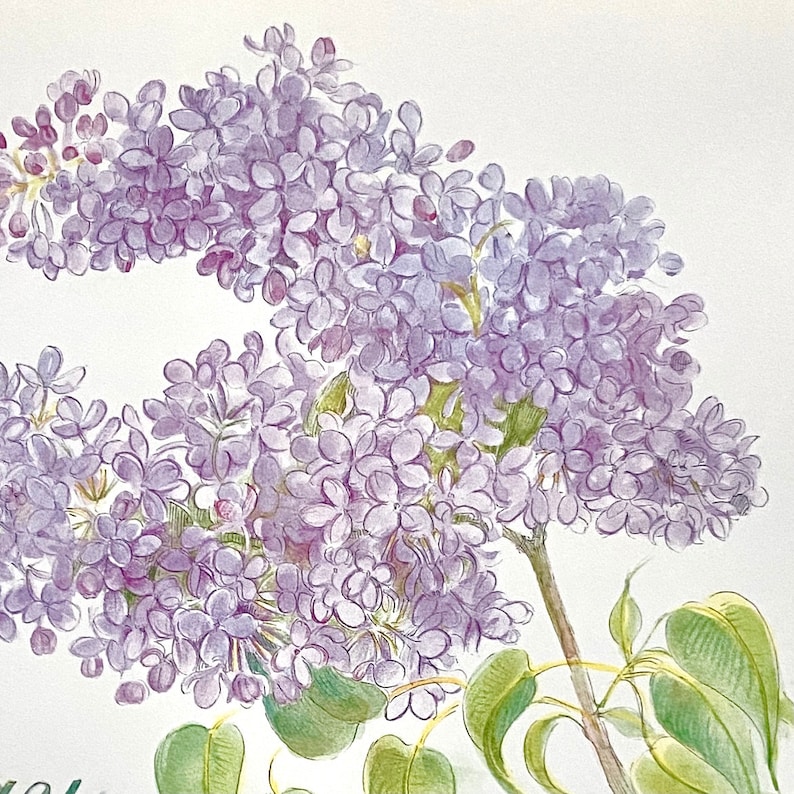 Ling Chang Calendar Poster May Lilacs Art Print 2025 2014 Etsy
