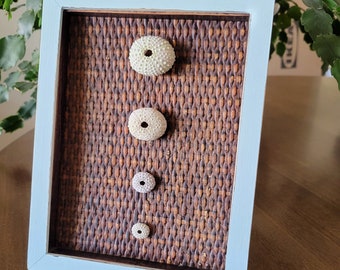 Rustic Sea urchin wall art beach house decor beachy wall hanging shell art shabby art upcycled beach art