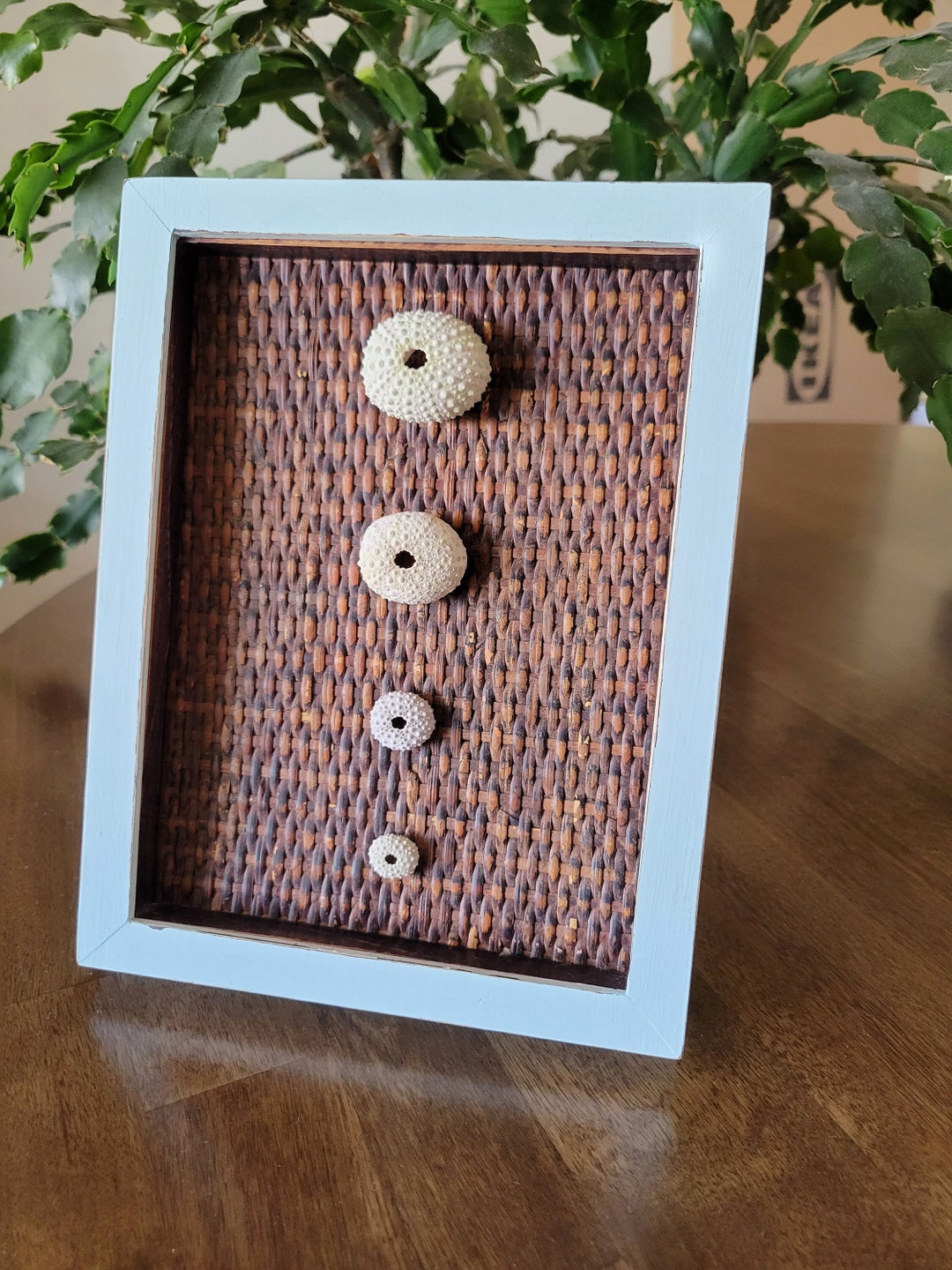 Rustic Sea Urchin Wall Art Beach House Decor Beachy Wall Etsy
