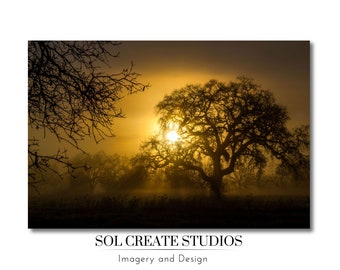 Oak Tree and Sun Rays | Vibrant Color Landscape Wall Art, California, Digital Print, Home and Office Decor, Housewarming Gift