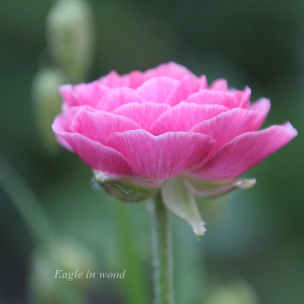 You get 2 digital images. Print of Flower Photo. Pink ranunculus. Digital Download For Immediate Printable Art Projects.