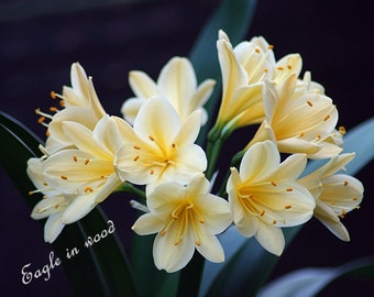 You receive 3 digital images to download. Clivia Miniata Citrina. Print of Flower Photo. Digital Download. Home decor. Wall decor.