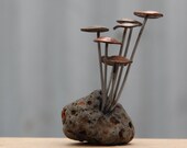 Rock mounted Fungi Money 6, coin mushrooms