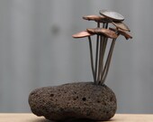 Rock mounted Fungi Money 5, coin mushrooms