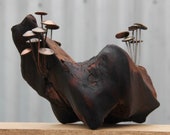 Timber mounted Fungi Money 13, coin mushrooms
