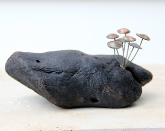 Fungi Money n°42, champignons pièces de monnaie