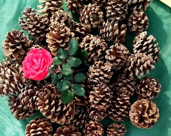 Freshly Picked Ponderosa Pine Cones 50pcs. 2in.-4in. From SW New Mexico Assortment 1.10lbs. Great for Crafts and Holiday decorations