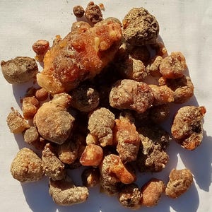 Piñon Pine Tree Sap/Resin/Pitch from SW New Mexico 1oz. to 2lbs.options: Natural,Raw,Hand Gathered Sustainably. Use for Incense, Salves etc.