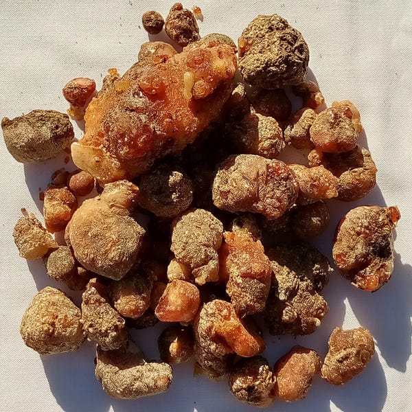 Piñon Pine Tree Sap/Resin/Pitch from SW New Mexico 1oz. to 2lbs.options: Natural,Raw,Hand Gathered Sustainably. Use for Incense, Salves etc.