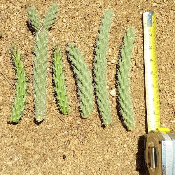 New Mexico Cholla Cactus, Cane Cholla, 6 Pcs (4-7 Inches)