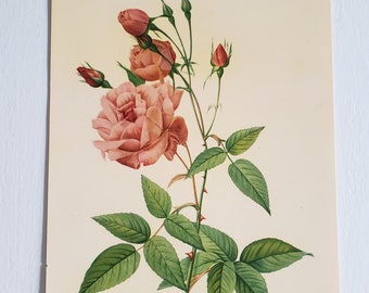 Vintage Pierre-Joseph Redoute Pink Rose Lithograph --- Retro Colorful Floral Print Home Decor -- Sweetheart Romantic Flower Botanist Cottage