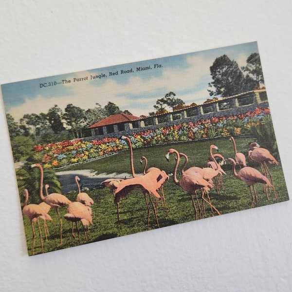 Vintage Pink Flamingos Linen Finish Postcard --- Retro 1950s Parrot Jungle Miami Souvenir Florida --- Summer Tropical Beach Home Decor