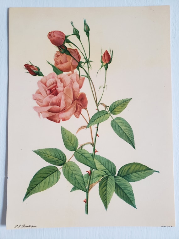 Vintage 1990 Joseph Redouté Floral Art Prints Vintage 1990 Joseph Redouté Floral Art Prints