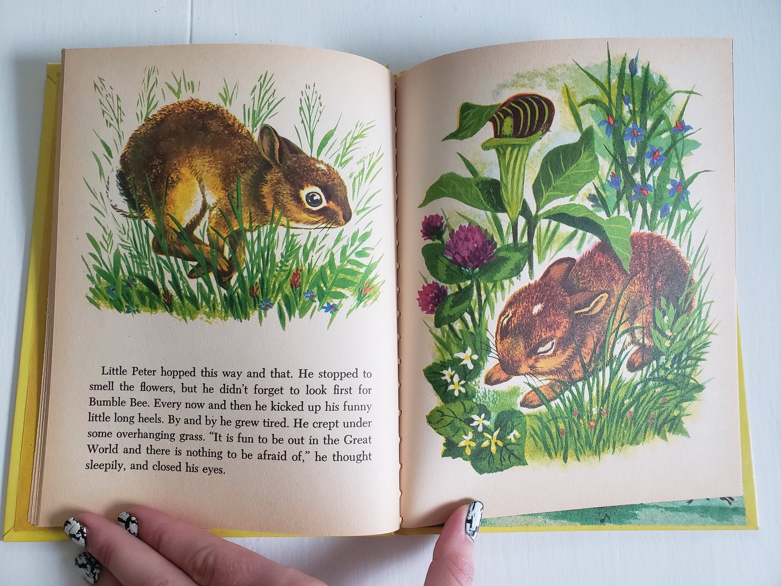 Little Peter Cottontail Por Thorton W Burgess Ilustrado Por Etsy