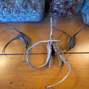 Devil's Claw Seed Pod - Wildcrafted Curio for Protection & Warding