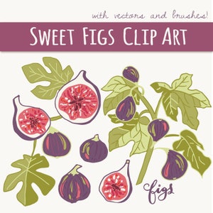 Botanical Clip Art, Figs, Fruit Clipart, Fig Illustration, Fig Clipart, Fig Clip Art, Summer Fruit Clip Art, PNG, Vector, Commercial Use