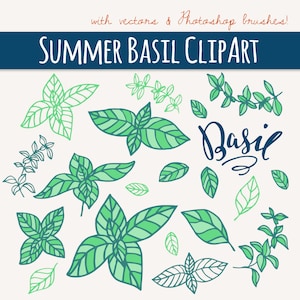 Botanical Clipart, Basil Clipart, Herb Clipart, Basil Clip Art, Digital Clip Art, Summer, Herb, Garden, Kitchen, PNG, Vector, Commercial Use