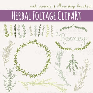 Rosemary Sprigs Clip Art // Photoshop Brushes // Hand Drawn Elements // Herbal Foliage Leaves Twigs Branches // Vector // Commercial Use