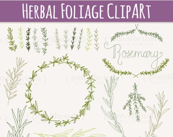 Rosemary Sprigs Clip Art // Photoshop Brushes // Hand Drawn Elements // Herbal Foliage Leaves Twigs Branches // Vector // Commercial Use