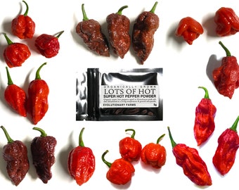 Lots of Hot Batch One - Organically Grown Super Hot Pepper Powder - Artisan Food Gift - Gourmet Food - Limited Edition