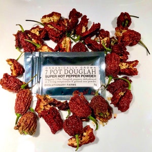 May include: An overhead shot of dried, red 7 Pot Douglah peppers and a small packet of super hot pepper powder. The packet reads "ORGANICALLY GROWN 7 POT DOUGLAH SUPER HOT PEPPER POWDER". The peppers are arranged around the packet on a white surface.