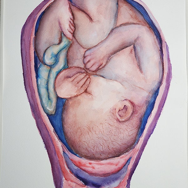 Pregnancy fetus/baby uterus watercolor painting - fine art print