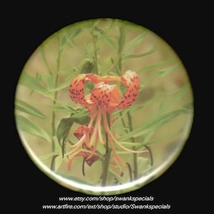 Botón o imán con diseño de flor de lirio tigre