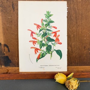 Antique Botanical Lithograph Orange California Flower Original NOT a Copy
