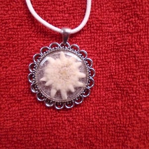 Real Edelweiss Flower Dried Pressed Necklace Vintage Inspired Silver Background Germany Alps Oktoberfest MOM Sound of Music White Rope Chain