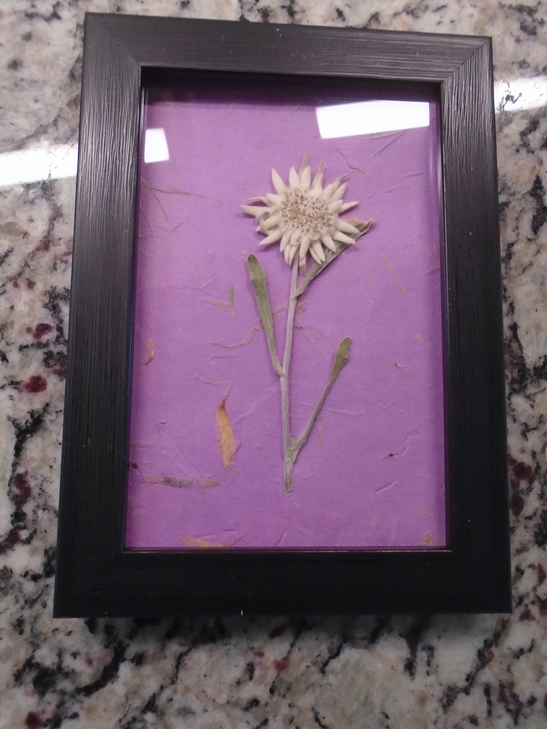 Real Dried Edelweiss Flower Blossom Deluxe Blossom on Stem W Leaves on