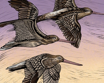 Godwits | Philosophy of Birds Illustration Set: Signed, Limited Edition Artist Giclée Print - Migratory seabirds flying into the sunset