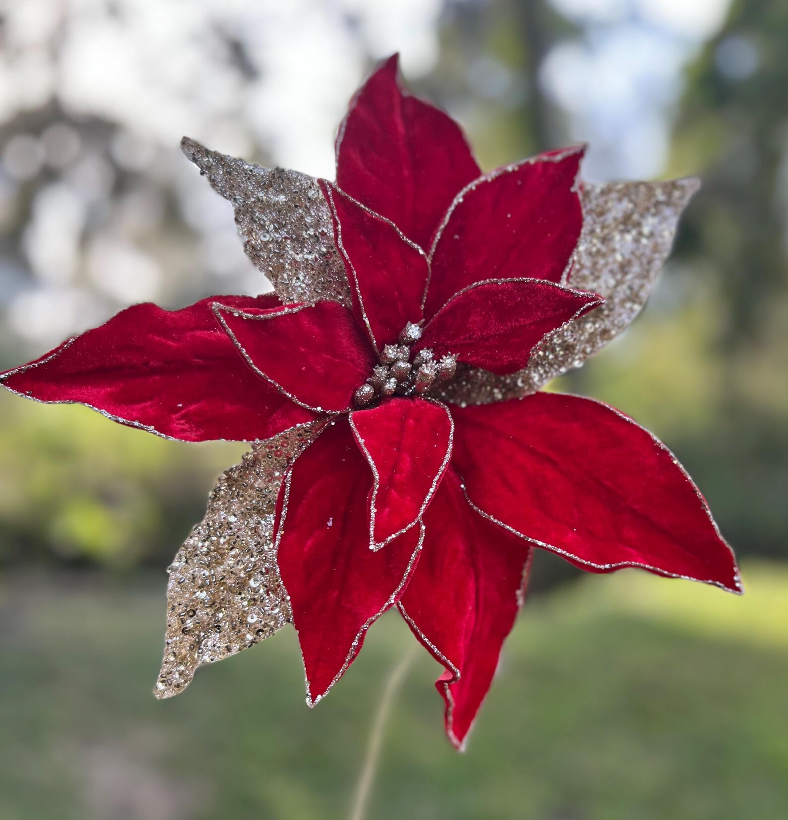 24" Regal Red and Gold Velvet With Glitter Poinsettia Stem Christmas ...