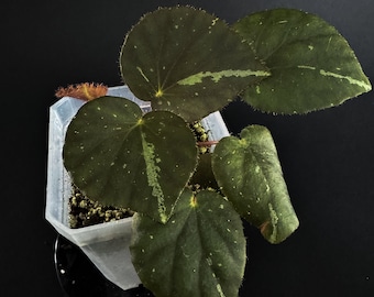 Begonia Rubitae