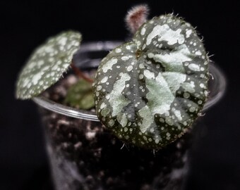 Begonia jingxiensis var. mashanica