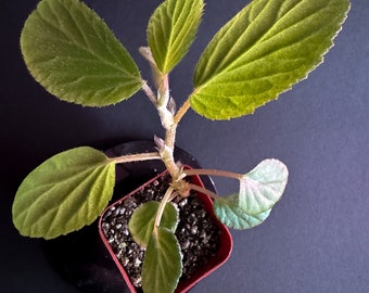 Begonia Jairii (Begonia ulmifolia)