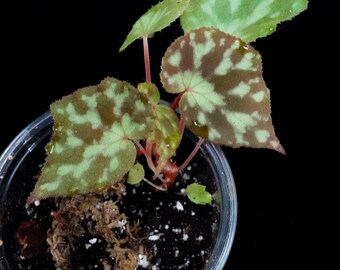 Begonia Luzhaiensis