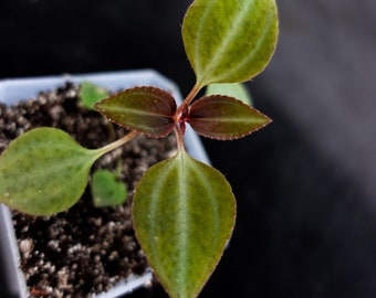 Arthrostemma parvifolium