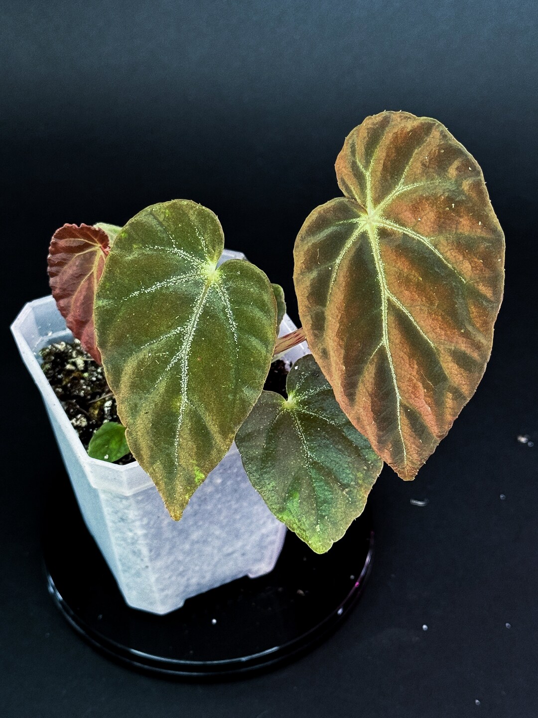 Begonia Burkillii 