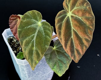 Begonia burkillii 'dark form'