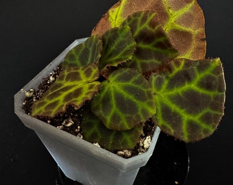 Begonia Rajah [Exact plant]