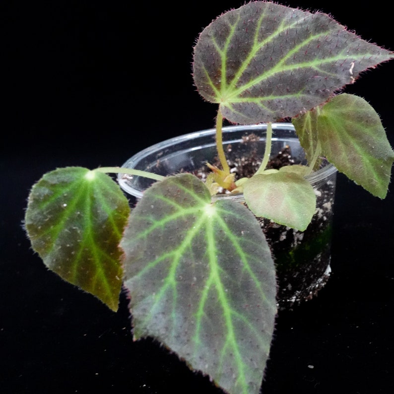 Begonia Chloroneura image 1