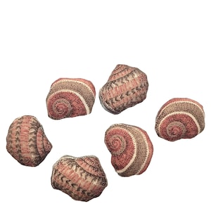 May include: Six decorative seashell-shaped objects. Each shell features a spiral design with a mix of red, brown, and beige colors. The shells are arranged against a white background, showcasing their intricate patterns.