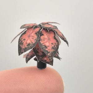May include: A miniature paper plant with pink and black spotted leaves. The tiny plant is perched on a fingertip, showcasing its small size. The plant has a dark base and is set against a plain white background.