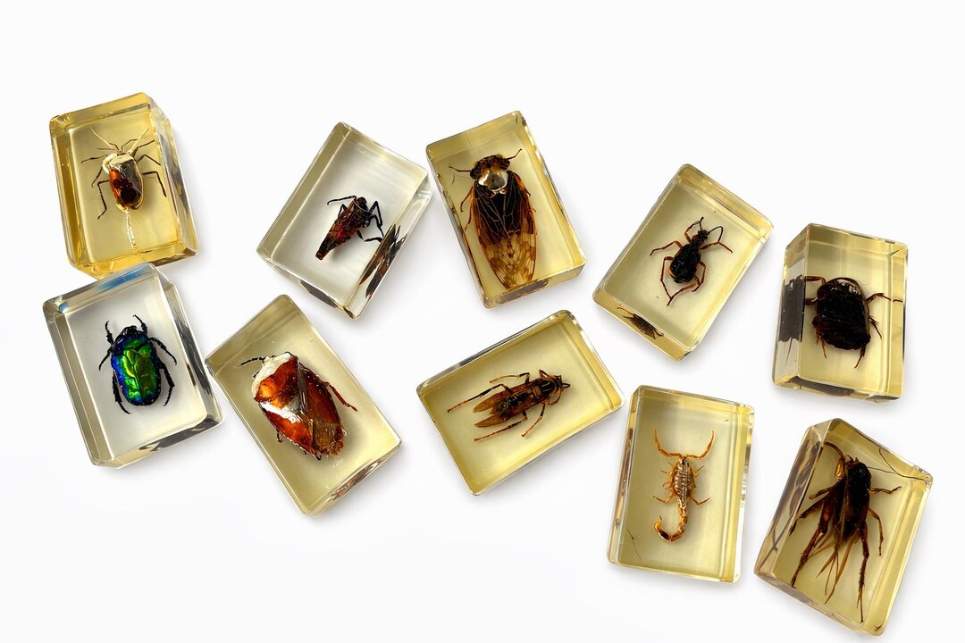 Vintage Resin Insect Specimen Set – Real Bugs in Acrylic Blocks ...