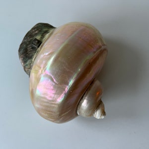 May include: A large, iridescent seashell with a brown, textured lip. The shell has a pearlescent sheen and a spiral shape.