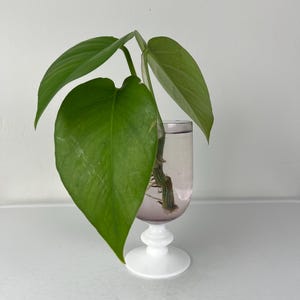 May include: A green leafy plant with roots growing in a clear glass vase with a white pedestal base.