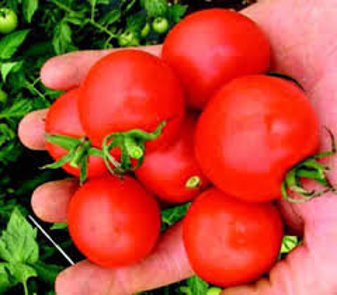10 Mountain Magic Tomato Seeds Etsy