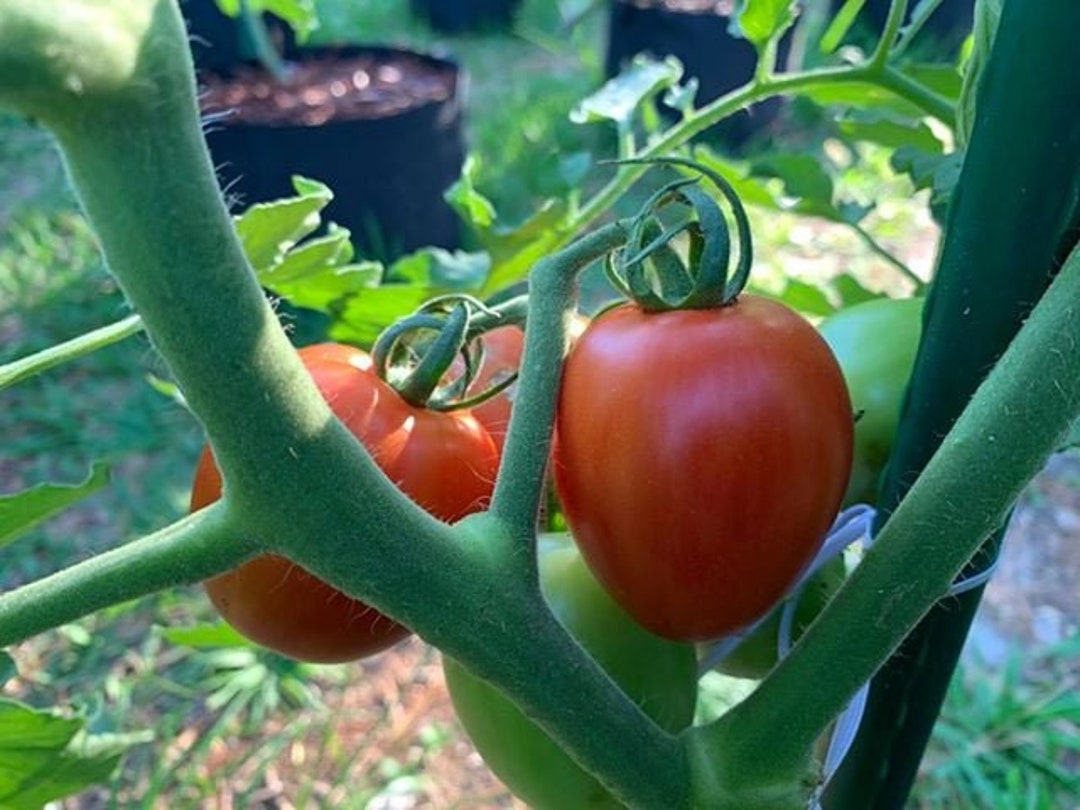 BACK IN STOCK 10 Garden Gem Tomato Seeds Etsy Sweden